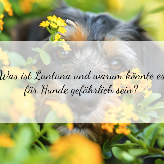 Lantana für Hunde: Ist diese Pflanze wirklich giftig?