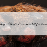 Metallnapf-Allergie bei Hunden: Symptome erkennen und vorbeugen