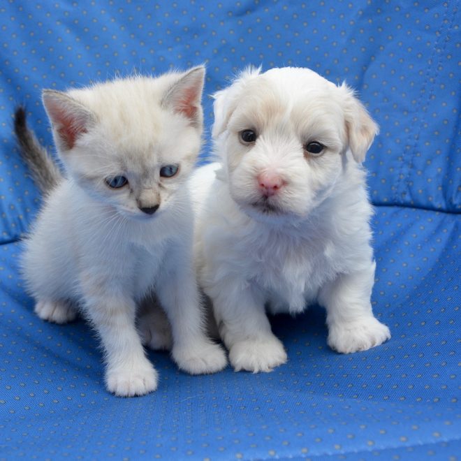 Welpenzahnwechsel: Die wichtigsten Anzeichen, auf die du achten solltest