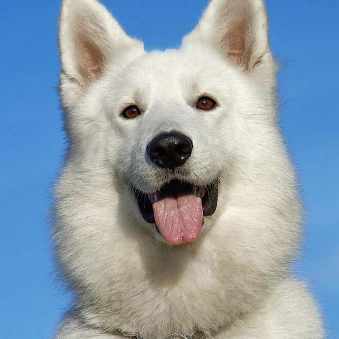 Green Petfood InsectDog hypoallergen 900 g Test