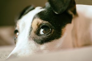 Hundefutter für Senioren: Nährstoffreiche Rezepte für ein langes Hundeleben