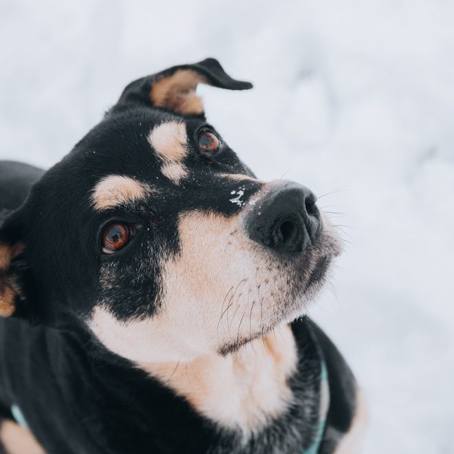 Mera Dog CARE Adult Hund Trockenfutter Huhn 1kg Test