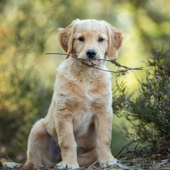 Christopherus Adult Geflügel & Lamm Test