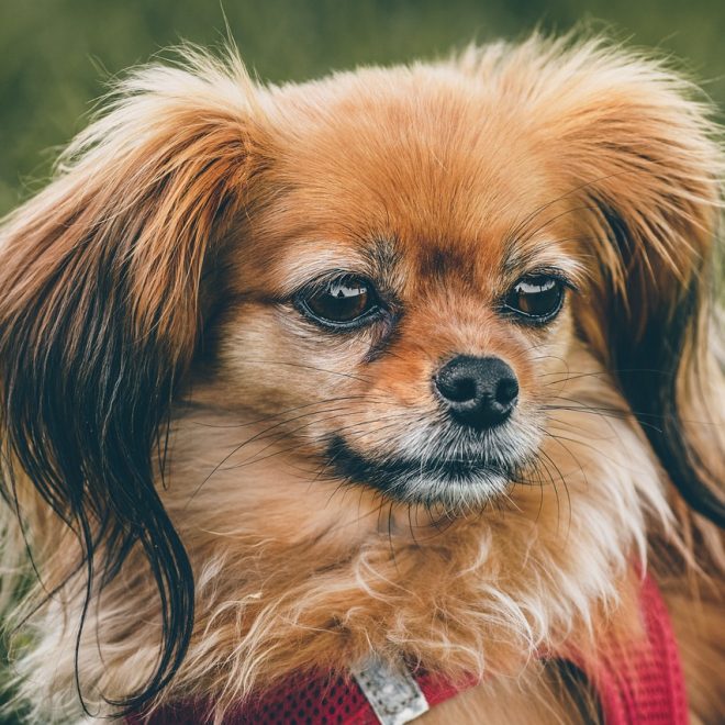 Farmina Vet Life Gastro Intestinal Canine Adult (2 kg) Test