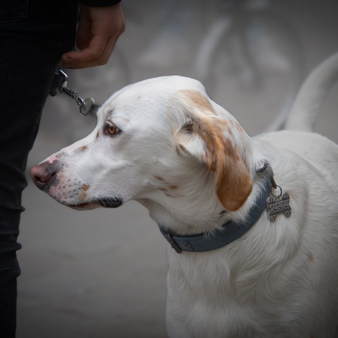 GranataPet Liebling’s Mahlzeit Lamm und Hühnerherzen Nassfutter Test