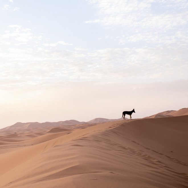 Purina Dog Chow Puppy Huhn (2,5 kg) Test