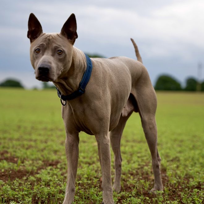 Terra Canis Ente mit Kürbis, Erdbeeren und Holunder 800 g Test