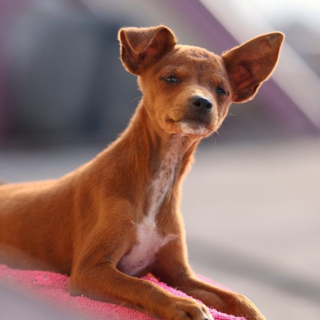 Bewi Dog Sport croc (25 kg) Test