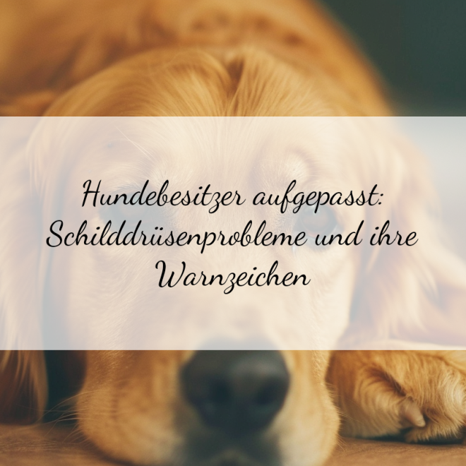 Schilddrüsenprobleme bei Hunden: Frühzeitige Erkennung von Verhaltensänderungen