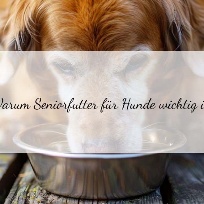 Seniorfutter für Hunde: Warum es so wichtig ist und was du beachten musst