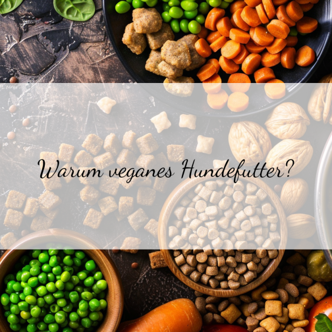 Veganes Hundefutter: Die besten pflanzlichen Alternativen für deinen Vierbeiner