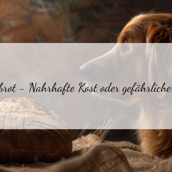 Vollkornbrot: Gesund für Hunde oder nicht? Alles über die Verträglichkeit