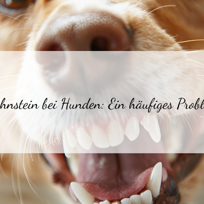 Zahnstein bei Hunden vorbeugen: Natürliche Hausmittel für gesunde Zähne