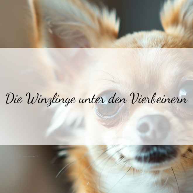Chihuahuas: Die speziellen Ernährungsbedürfnisse der kleinsten Hunderasse