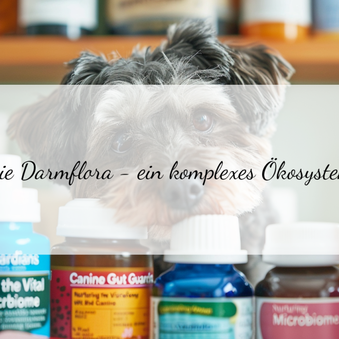 Darmbakterien beim Hund: Warum sie so wichtig sind und wie du sie fördern kannst