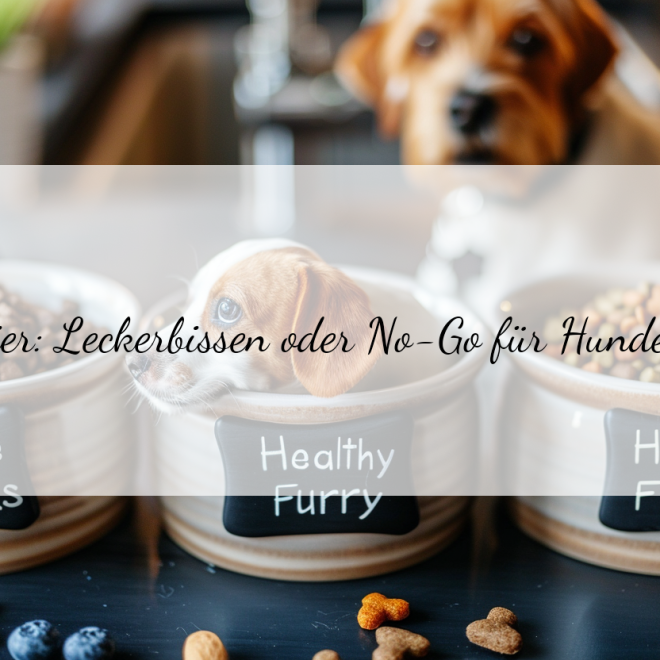 Dürfen Hunde Eier essen? Gesunde Snacks für deinen Vierbeiner