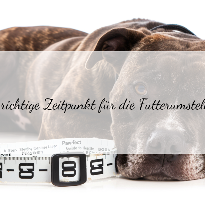 Futter umstellung altersbedingt: Schritt für Schritt zum gesunden Hundeleben
