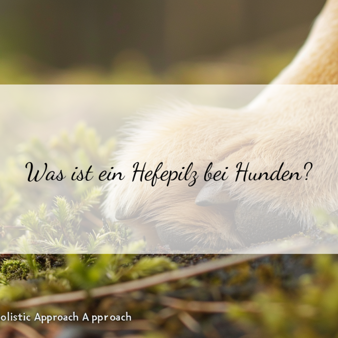 Hefepilz bei Hunden: Erkenne die Anzeichen und handle richtig
