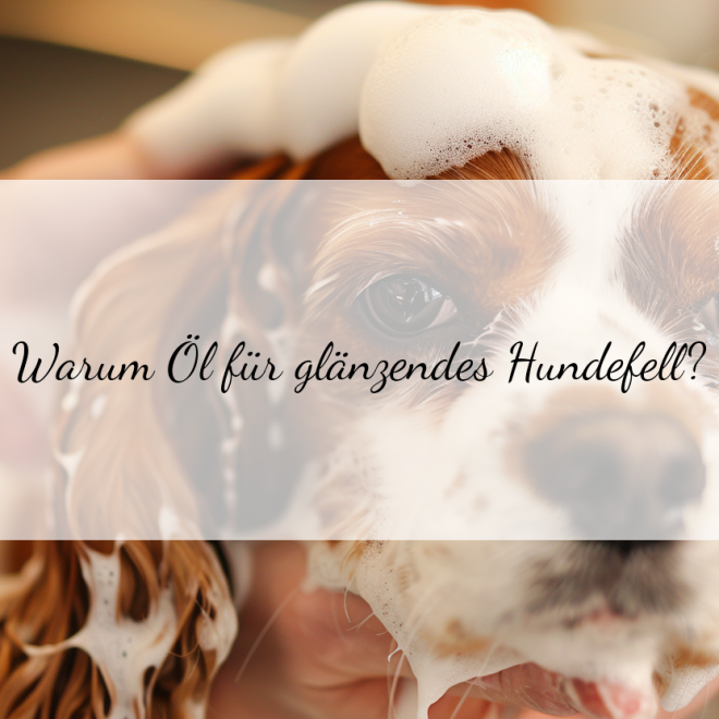 Öl für glänzendes Hundefell: Tipps und Tricks für eine gesunde Fellpflege