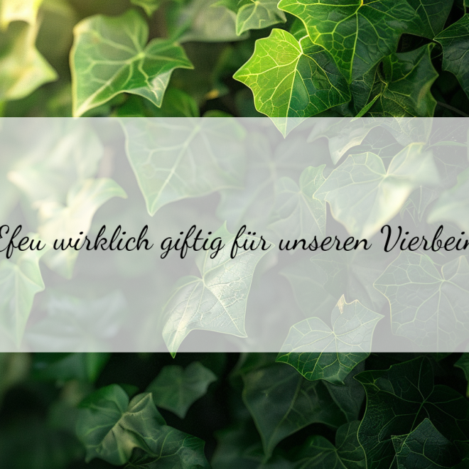 Ist Efeu giftig für Hunde? Alles was du wissen musst