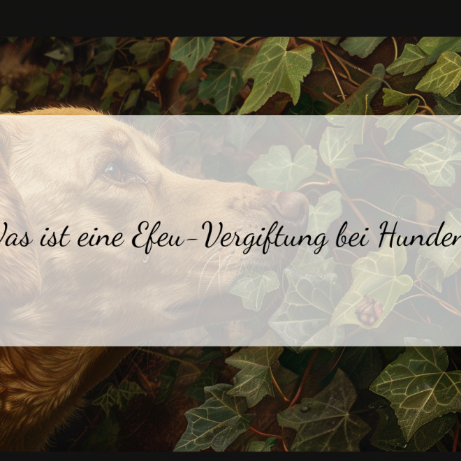 Efeu-Vergiftung bei Hunden: Wie du schnell reagieren und helfen kannst
