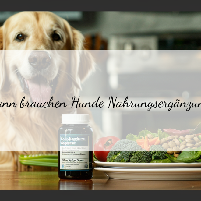 Nahrungsergänzung für Hunde: Wann ist sie wirklich sinnvoll?