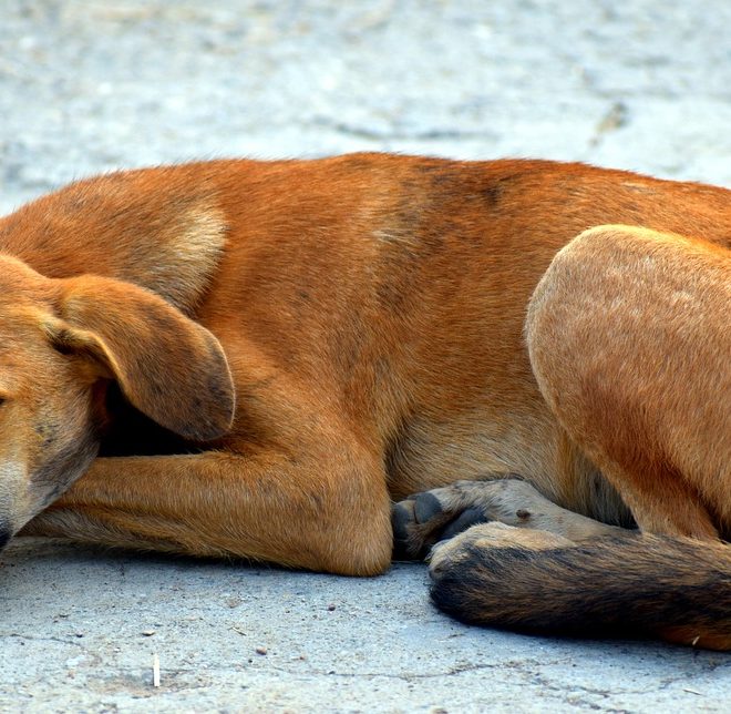 Lunderland Schonkostflocke (1 kg) Test