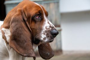 Hunde Welpen Rassen: Die beliebtesten Vierbeiner für dein Zuhause