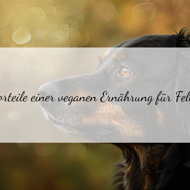 Veganes Nassfutter für Hunde: Gesunde Alternativen für deine Fellnase