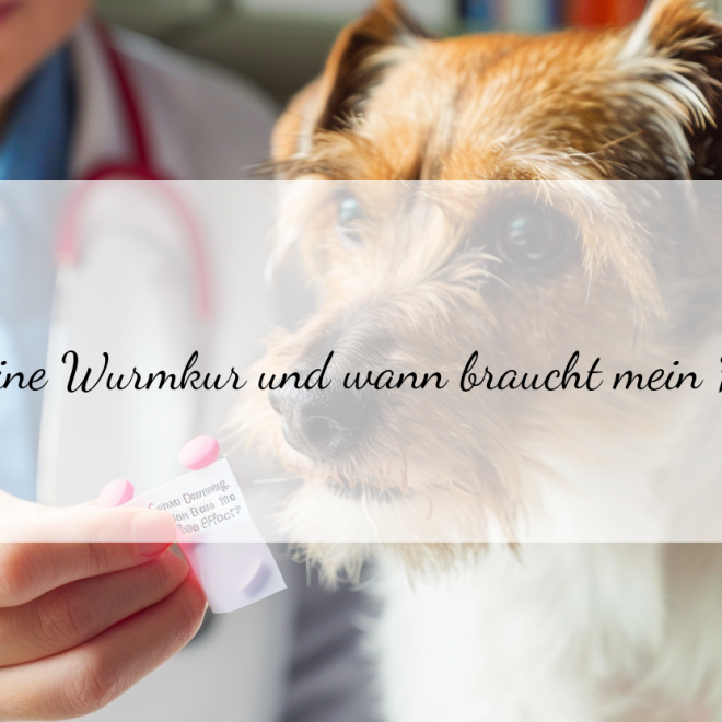 Wurmkur für Hunde: Wann tritt die Wirkung ein?