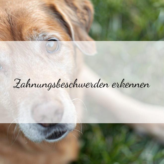 Zahnungsprobleme bei Welpen lindern: Tipps und Tricks für entspannte Tage